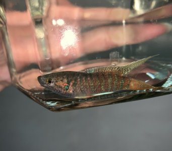 ​何为中国斗鱼？