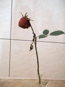 ​你知道十九朵玫瑰花代表什么意思吗？今天来给大家科普一下