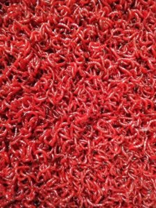 ​黑坑一般禁用的饵料