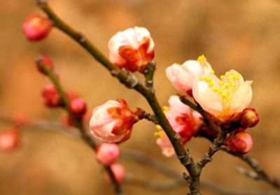 ​立春提前一天，还是“两头春”，今年正常吗？