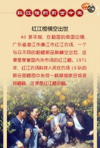 ​半个世纪，一种橙子，几代农垦人，探索、传承与坚守。