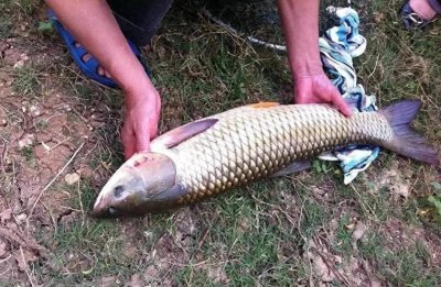 ​钓草鱼，好用的饵料不在渔具店，这4种常见饵料比商品饵好使