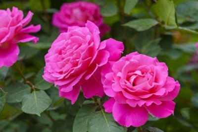 ​1分钟了解月季，快来看看吧