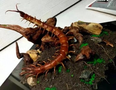 ​蜈蚣到底有多毒？被它咬伤后会怎样？