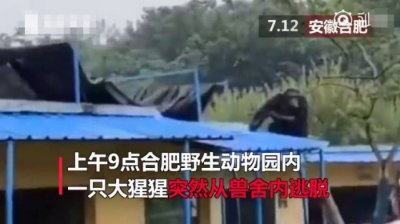 ​合肥动物园大猩猩逃脱！民警对其射击麻醉枪，它竟当场自己拔出