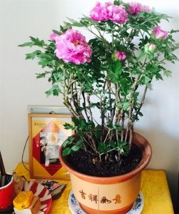 ​养花达人必看！家庭适合养殖的8种高观赏价值花卉推荐