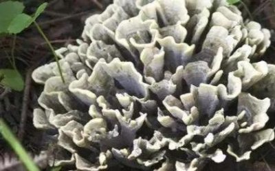 ​干巴菌——云南人眼中的菌中之王