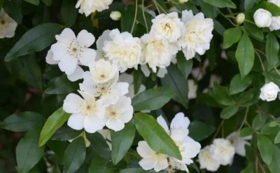 ​木香花～可不是七里香哦