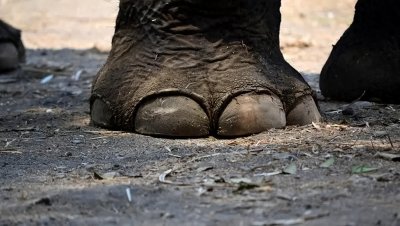 ​06年云南女子被大象踩死，下葬七天再遭变故，大象果真会复仇吗？