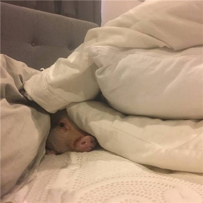 猪的微信头像图片大全可爱超萌