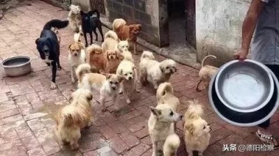 ​网上“免费领养狗狗”套路多 骗了260还想再骗400元