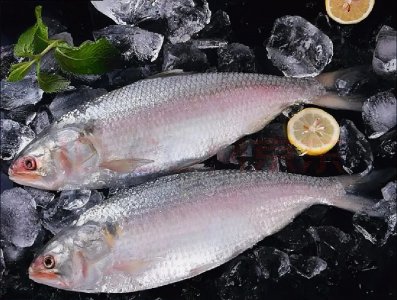 ​说说长江的鱼中之王“鲥鱼”——童年美食（121）