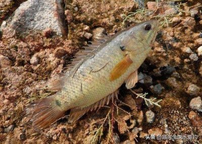 ​它生命力顽强，能在陆地上爬行，详解野钓我国原生鱼类——过山鲫