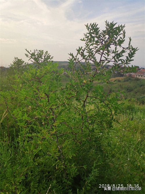 陕西西安白鹿原白鹿仓景区