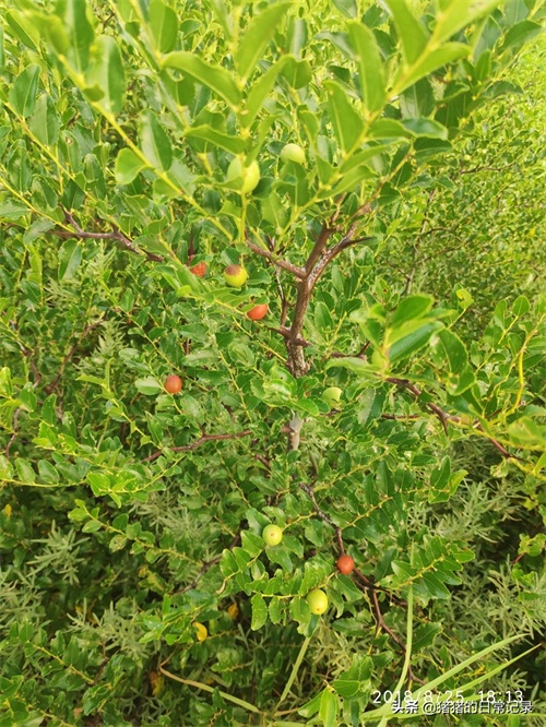 陕西西安白鹿原白鹿仓景区