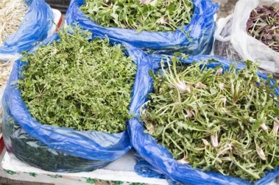 ​婆婆丁的5种做法，大人小孩吃了都好，清热又解毒，做法简单