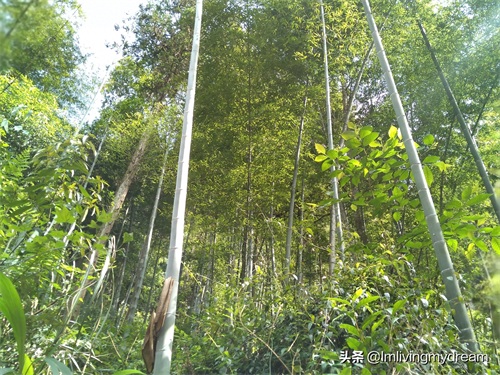 重庆江津（爱情天梯）没来过的盆友可以来玩哦