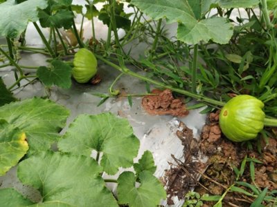 ​小小姜柄瓜助农增收“顶呱呱”