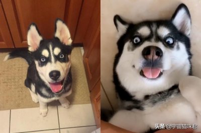 ​笑到你发寒！哈士奇用「裂嘴诡异笑」吓醒网友：一早看到绝对提神