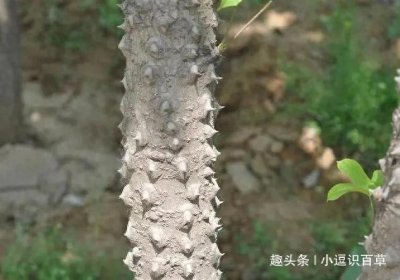 ​农村一种树，俗称“鸟不宿”，鸟畜对它敬而远之，其实浑身都是宝