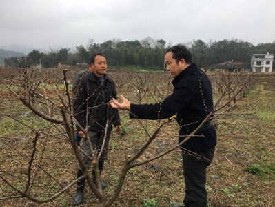 ​果树修剪，需要手把手的教