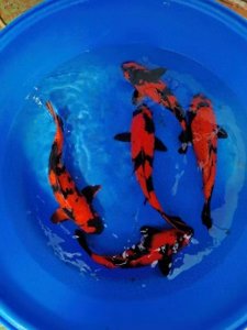 ​锦鲤的寓意和象征