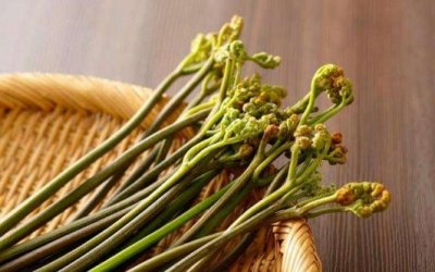 ​农村山上有一种野菜，叫做蕨菜，非常古老的食物