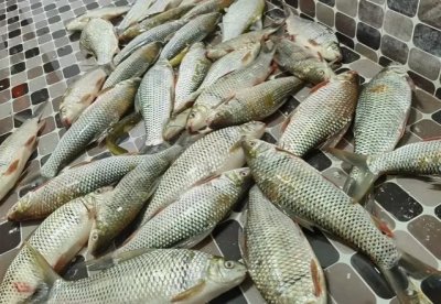 ​土鲮号称淡水鱼中的战斗机我们该如何钓才能爆护