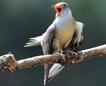 ​诗经正名：鸤鸠