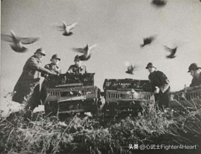 ​战争奇闻（16）进击的军鸽