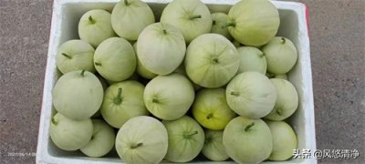 ​农民致富金点子