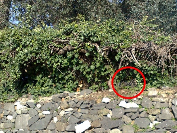 找一找，你能找到图片中的猫咪么？考眼力的时候到了