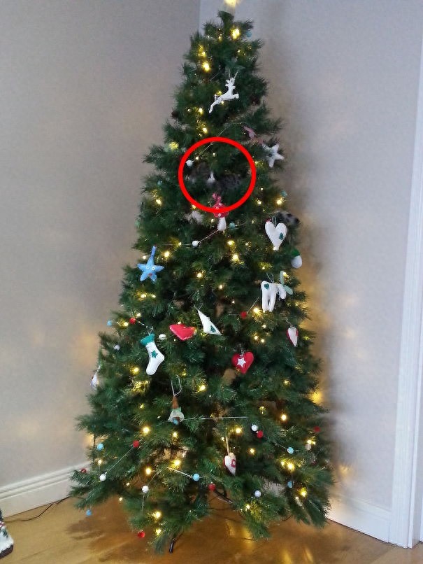 找一找，你能找到图片中的猫咪么？考眼力的时候到了