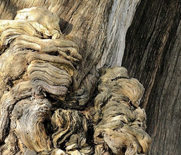 找一找，你能找到图片中的猫咪么？考眼力的时候到了