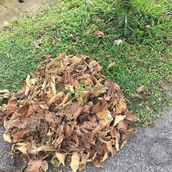 找一找，你能找到图片中的猫咪么？考眼力的时候到了