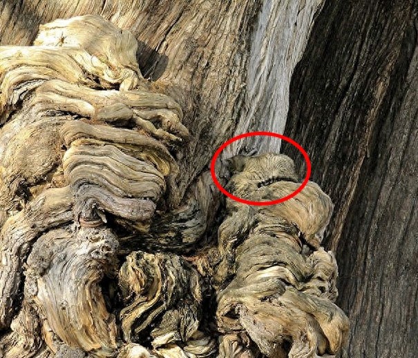 找一找，你能找到图片中的猫咪么？考眼力的时候到了