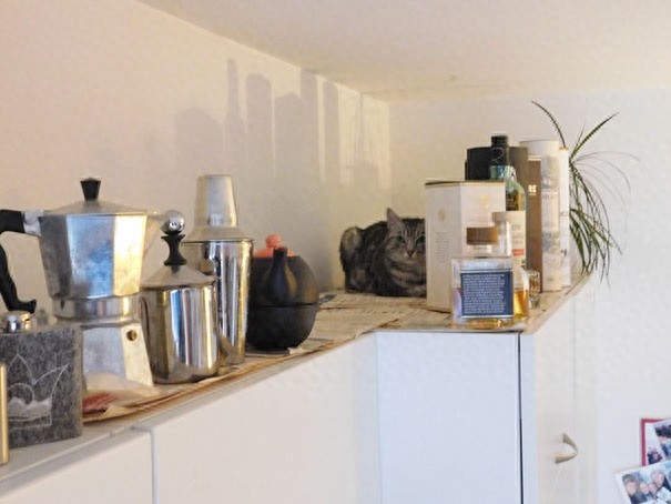 找一找，你能找到图片中的猫咪么？考眼力的时候到了