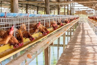 ​养殖大户为何能赚得盆满钵满？生态循环养殖：是秘诀还是必然？