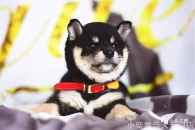 ​买黑柴怕被骗~三分钟带你了解黑柴