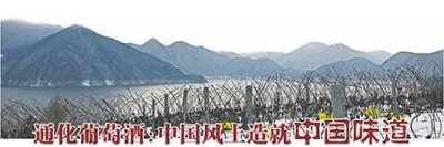 ​通化葡萄酒：中国风土造就中国味道
