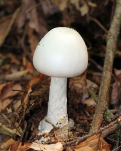 ​最阴险的毒蘑菇：白毒伞