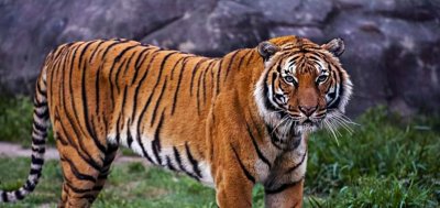 ​江西多人看见野生华南虎，为何专家还说它们灭绝了？问题出在哪？