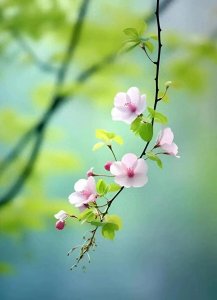 ​陈与义经典诗作四首，疏疏一帘雨，淡淡满枝花，首首千古流芳