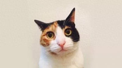 ​那些网络上爆火的“虐猫”视频，你觉得真的很好玩吗？