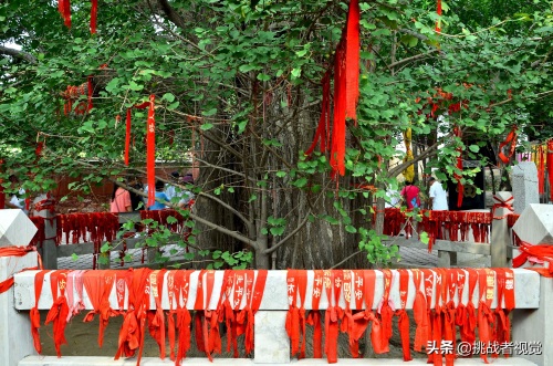 天下银杏第一树