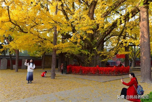 天下银杏第一树