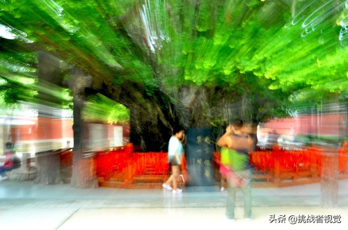 天下银杏第一树