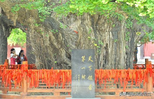 天下银杏第一树