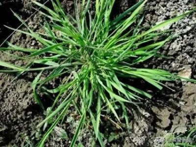 ​百草谱（十九）看麦娘