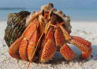 ​大连的虾怪上市了，卖80元一斤，它其实不是虾，学名叫寄居蟹